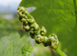 葡萄が生長するまでの様子をお伝えします カベルネ ソーヴィニヨン編 つぼみから花が咲くまで