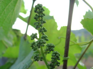 葡萄の生長記 つぼみから花が咲くまで